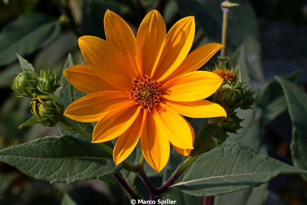 Helianthus tuberosus (Asteraceae)